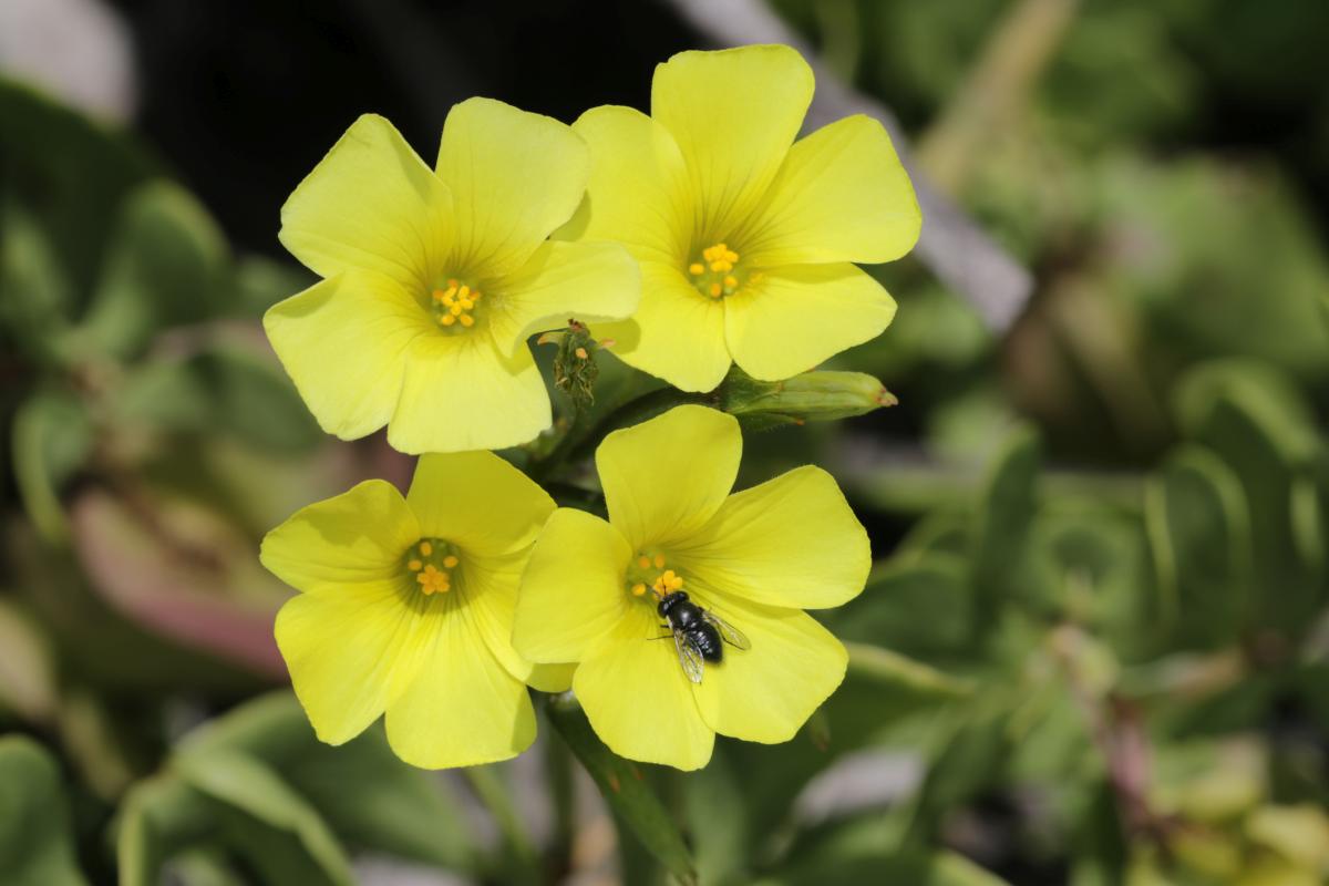 bermuda buttercup unusual characteristics bermuda buttercup unusual characteristics