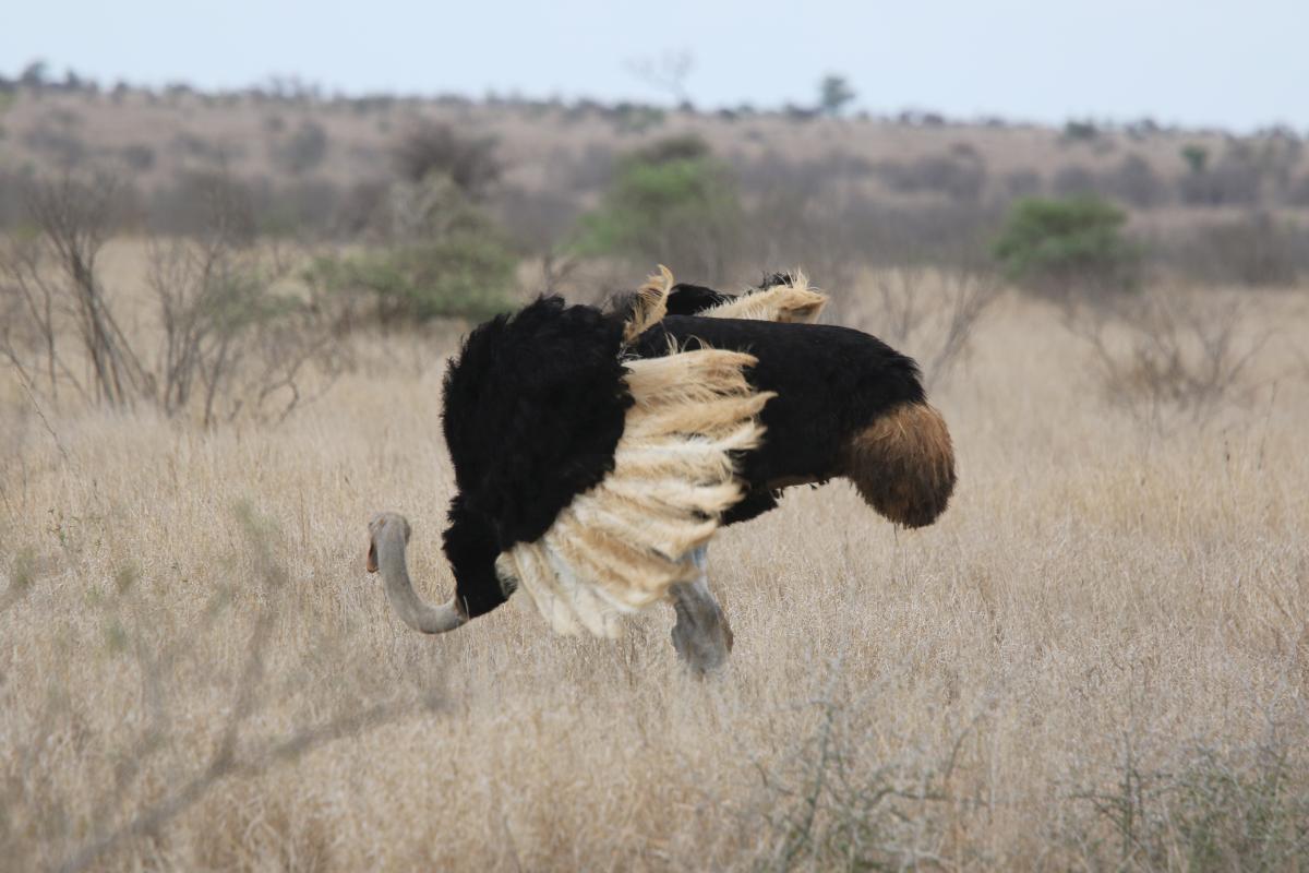 Südafrikanischer Strauß Blauhalsstrauß South African Ostrich